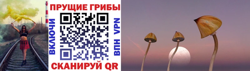 kraken ссылки хочу Дзержинский Псилоцибиновые грибы Cubensis